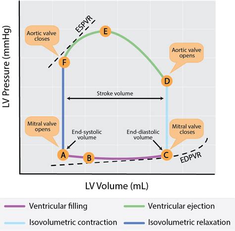 right ventricular pressure volume loop